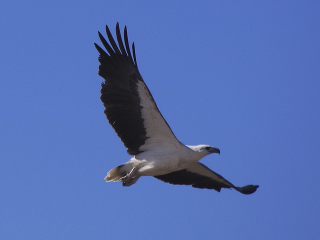 white-bellied-sea-eagle